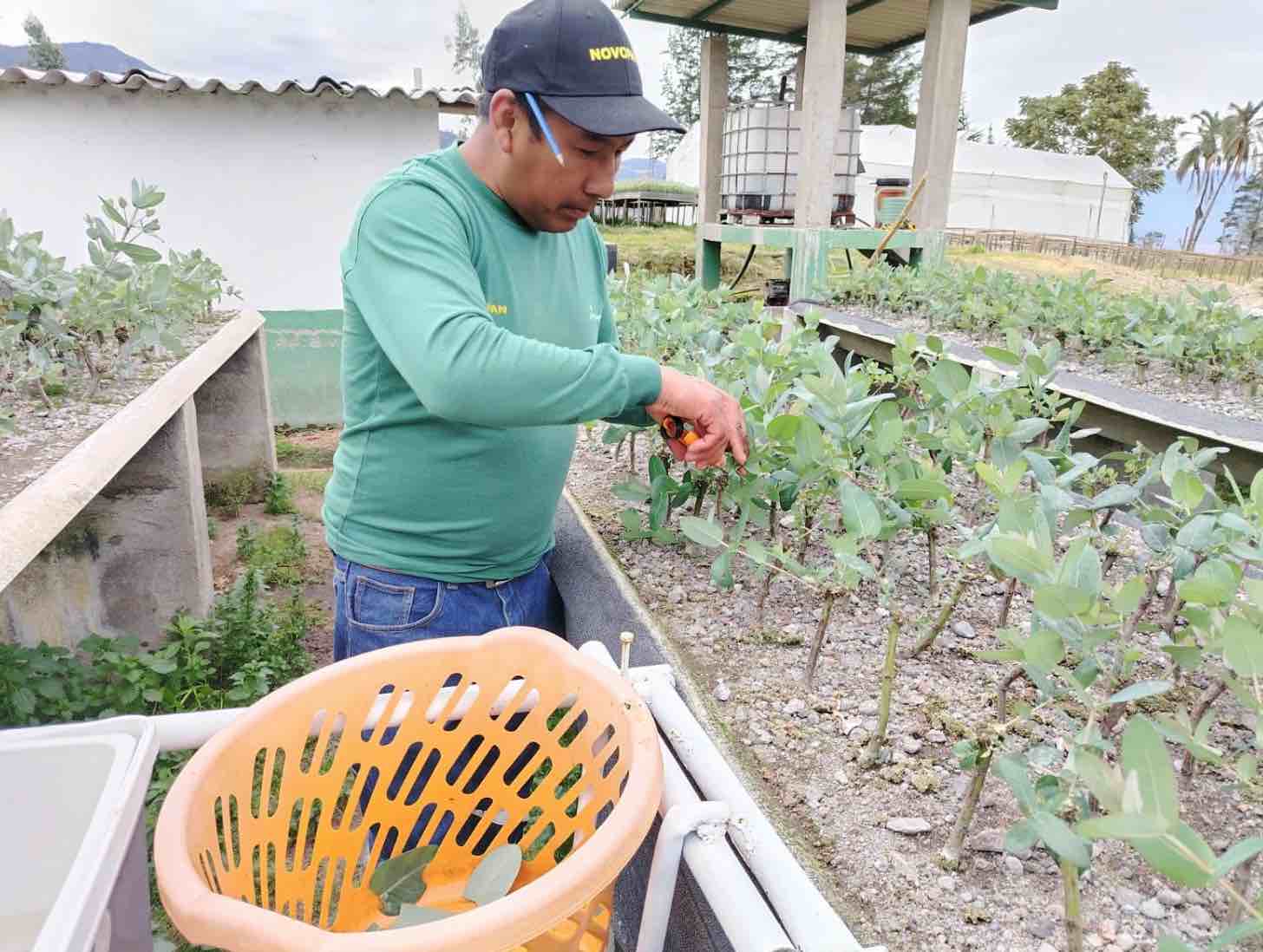 Huerto Clonal de Pino Novopan base para el futuro forestal